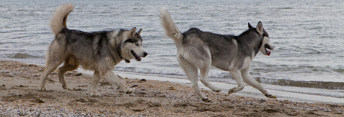 Couple of husky dogs playing on seaside