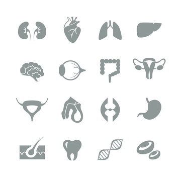 Medical flat one color internal human organs icons collection