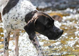 Dog english pointer in the water