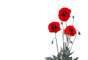 Flowers red poppies (Papaver rhoeas, common names: corn poppy, corn rose, field poppy, red weed) on a white background with space for text. Top view, flat lay.