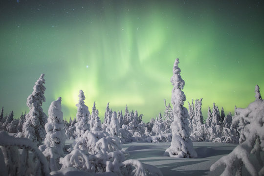 Aurora borealis over snowy trees 