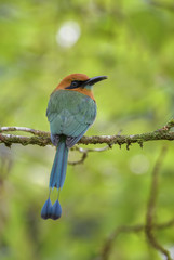 Broad-billed Motmot - Electron platyrhynchum, beautiful colorful motmot from Central America forests, Costa Rica.