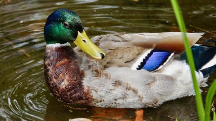 Ente, Stockente, Erpel, Männchen