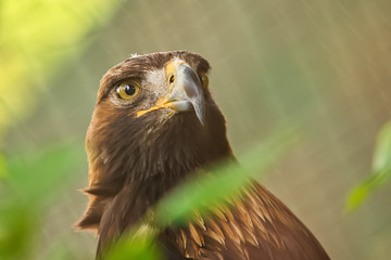 Naklejka premium Golden eagle in captivity