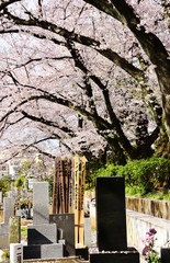 Somei Reien Cemetery and cherry blossom, Tokyo, Japan 