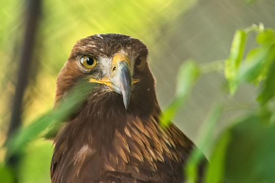 Golden eagle in captivity