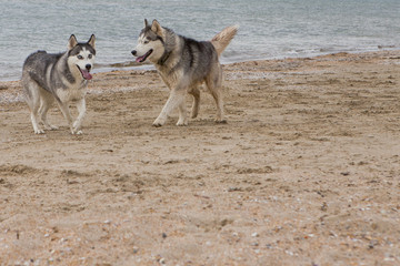 Couple of husky dogs playing on seaside