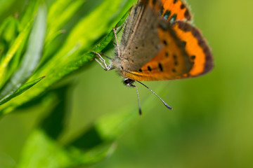 lycaena phlaeas