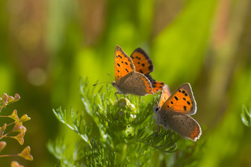 lycaena phlaeas