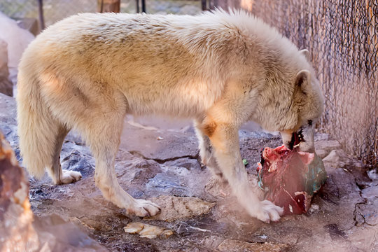 Arctic Wolf in captivity 