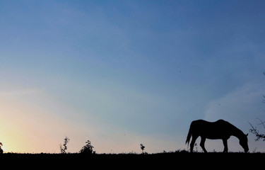 Fototapeta na wymiar Horse eating grass at the sunset. This photograph was taken in São Pedro, São Paulo, Brazil. October 1, 2016. 