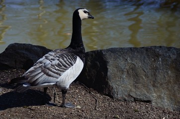 Black duck