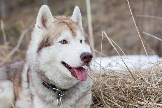 Profile image of gorgeous beige and white dog breed Siberian husky in the withered grass in spring season.