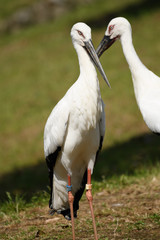 二羽のコウノトリ