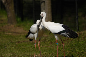 二羽のコウノトリ