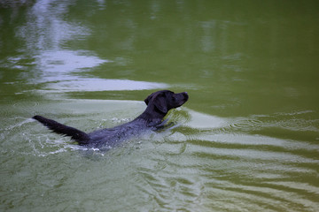 Obraz premium Black Labrador retriever swimming in a pond