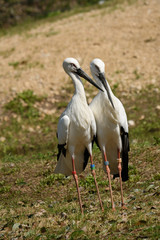 二羽のコウノトリ