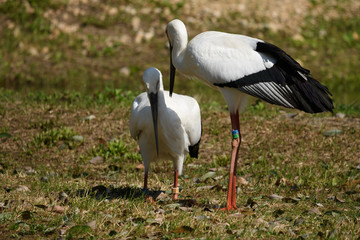 二羽のコウノトリ