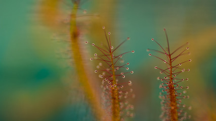 Drosera