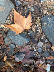 Background of fallen leaves.