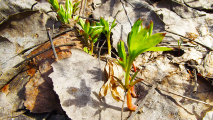 Early spring flowers in the forest.