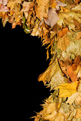 Dry leaves on a dark background
