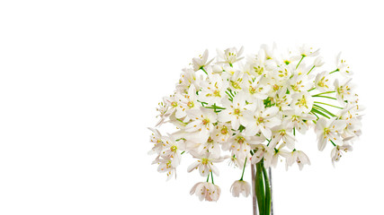 Naklejka na ściany i meble White spring crocus flowers on a white background