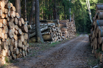 A big pile of wood in a forest road