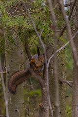Curious squirrel
