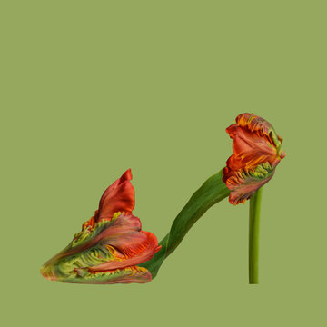 Flower shoe against plain background, red and green