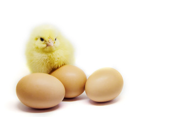 small chicken on white background. Selective focus.  