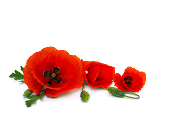 Fototapeta na wymiar Flowers red poppies and buds (Papaver rhoeas, common names: corn poppy, corn rose, field poppy, red weed) on a white background with space for text.