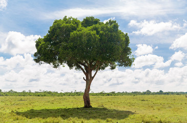 Fototapeta na wymiar nature, landscape and african wildlife concept - acacia tree in maasai mara national reserve savannah in africa