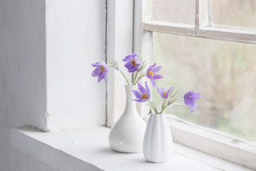 pasque-flowers in vases on windowsill.