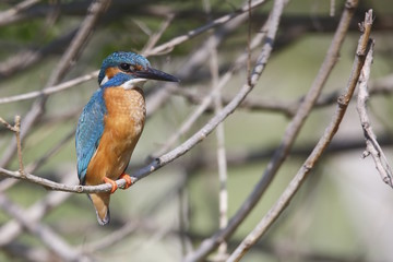 Ritratto di Martin pescatore (Alcedo atthis)