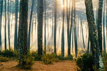 Fabulous european forest.  Picturesque sunrise in Portugal. Fairy tale scenic view.  Magnificent sun rays in pine trees.  Beautiful seasonal nature landscape. Vivid colors. Sun light in wild territory