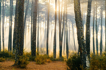 Fabulous european forest.  Picturesque sunrise in Portugal. Fairy tale scenic view.  Magnificent sun rays in pine trees.  Beautiful seasonal nature landscape. Vivid colors. Sun light in wild territory