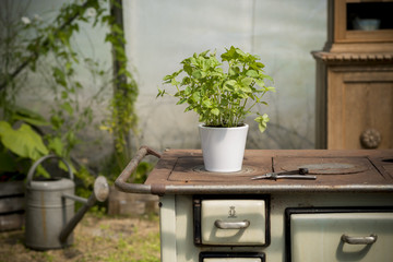 French basil (Ocimum basilicum)