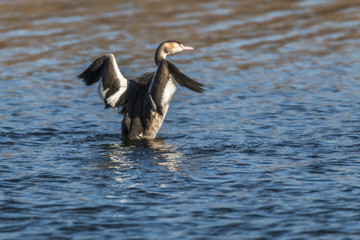 Haubentaucher (Podiceps cristatus)