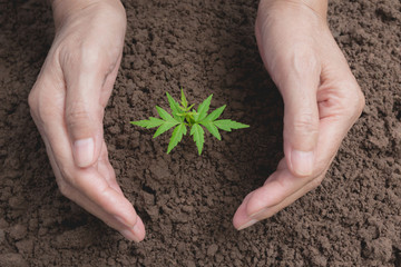 Hand protecting a green young plant with growing in the soil on nature background.