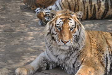 Fototapeta premium Tigers in Harbin, China