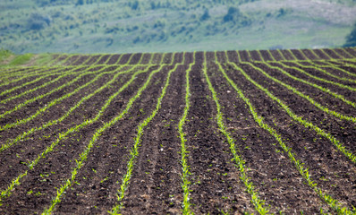 Fototapeta na wymiar Agricultural landscape. A field of blooming canola. Danubian Plain Bulgaria.