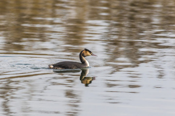 Haubentaucher (Podiceps cristatus)