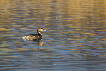 Haubentaucher (Podiceps cristatus)