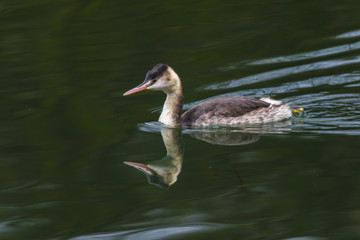 Haubentaucher (Podiceps cristatus)