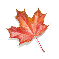 Naklejka premium Maple leaf isolated on white background