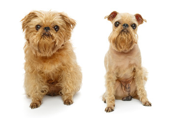 Dog  before and after haircut