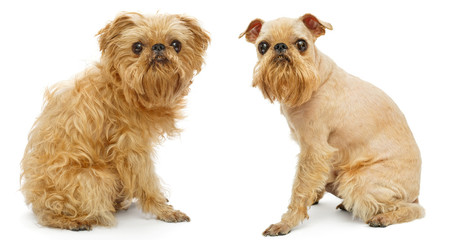 Fototapeta na wymiar Dog before and after haircut
