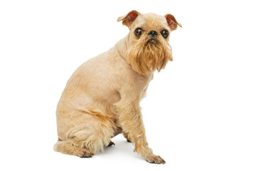 Doggie Griffon grooming