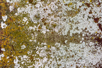 texture of old rusty iron covered with fungus